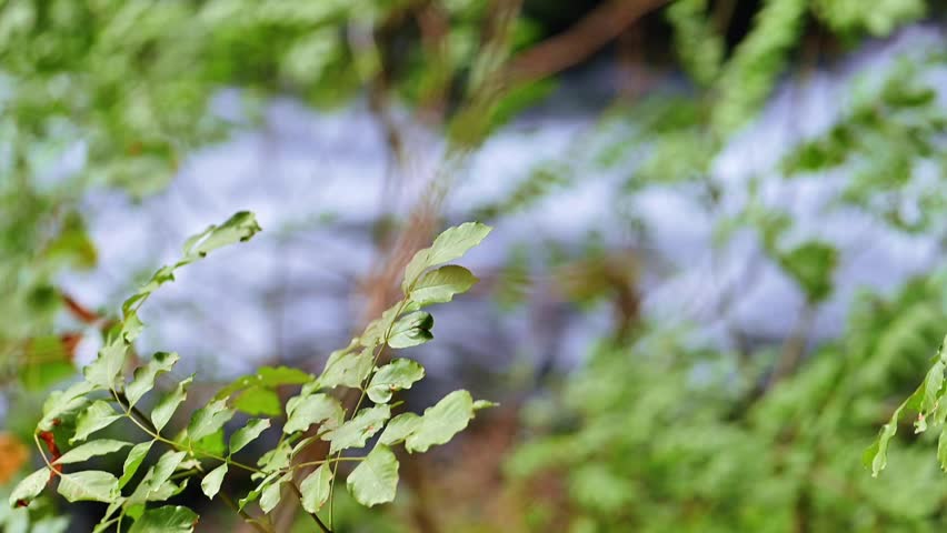 Small waterfall flowing through a green forest surrounded by fresh foliage, peaceful nature landscape with river stream and natural woodland environment