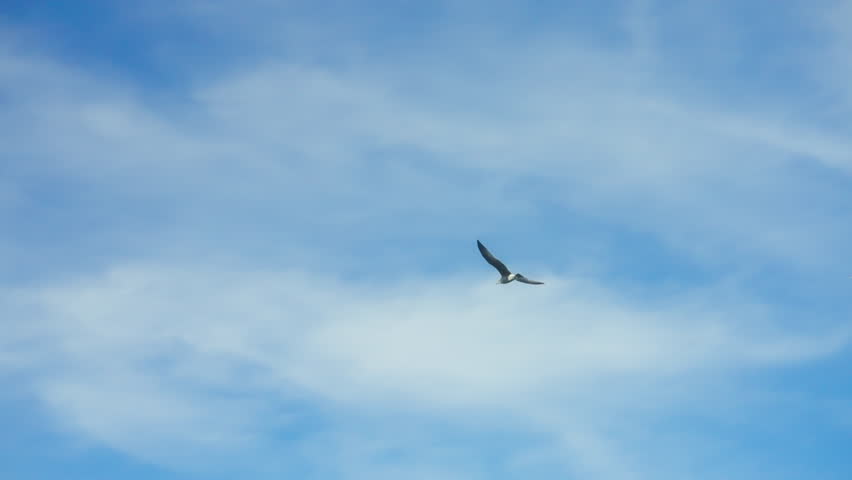 White seagulls soaring through a bright blue sky with wispy clouds. Cinematic slow motion.