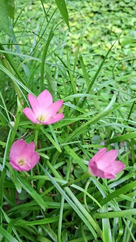 Pink fairy lilies are blooming in afternoon after rained last night,wilting some flowers in boiling today,wind blow.