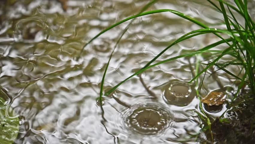 Raindrops fall into calm water, creating ripples. Green grass blades emerge from the shallow water. Brown leaf floats near the grass. Water surface reflects light with gentle movement