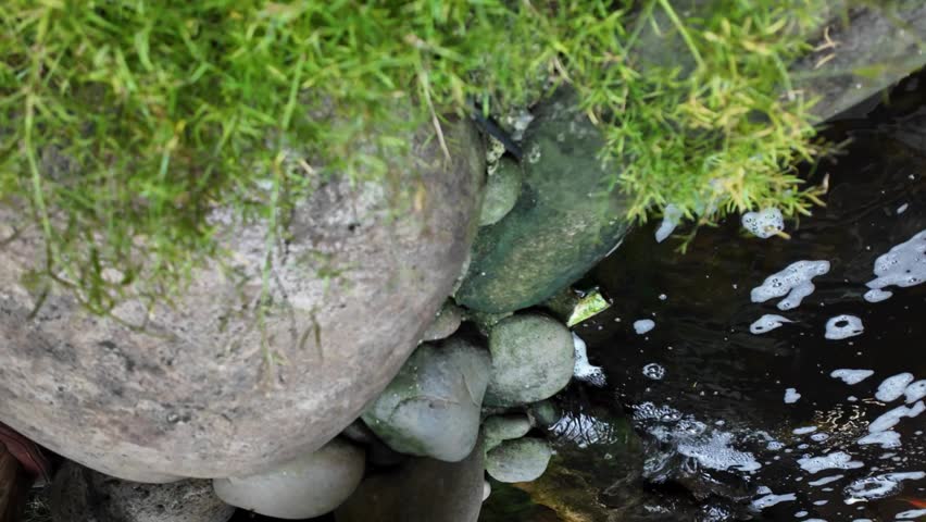 water drops on the pond of koi fish