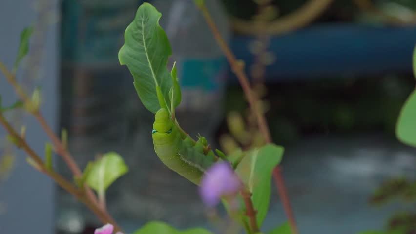 Timelapse of a green hawk moth caterpillar eating a garden leaf in midday light.