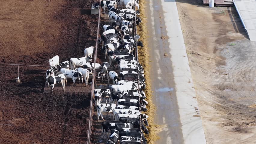 Holstein dairy cows crowd open-air feeding troughs and corrals beside large metal barns on dry Central Valley dairy farmland on sunny day in Chowchilla, California, USA. Aerial drone rising up
