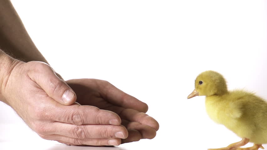 Nice yellow duckling is heading towards safe and caring farmers hands in slow
