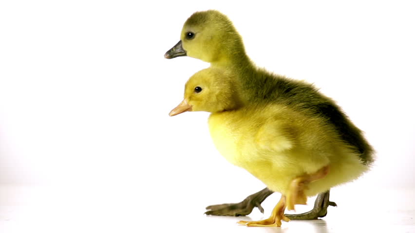 duckling and goseling are awkwardly walking together on a white background in