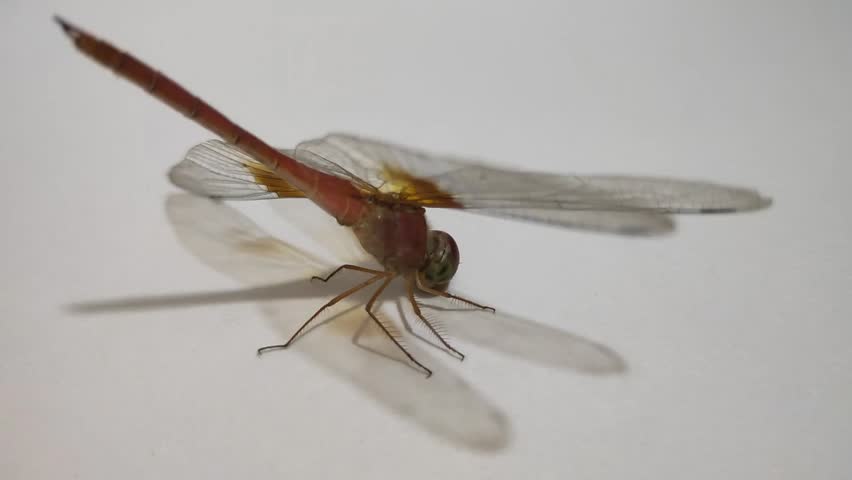 Red dragonfly macro close up isolated on white background. Insect photographed in natural. Detailed shot of insect with transparent wings, compound eyes and hairy legs. High resolution nature wildlife photo for science and education.