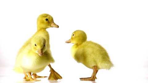 five little lovely ducklings are walking in a line on a white background in slow motion