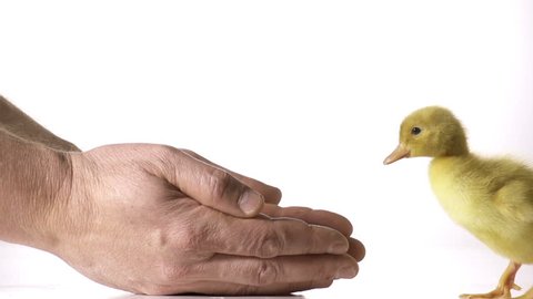 Nice yellow duckling is heading towards safe and caring farmers hands in slow motion