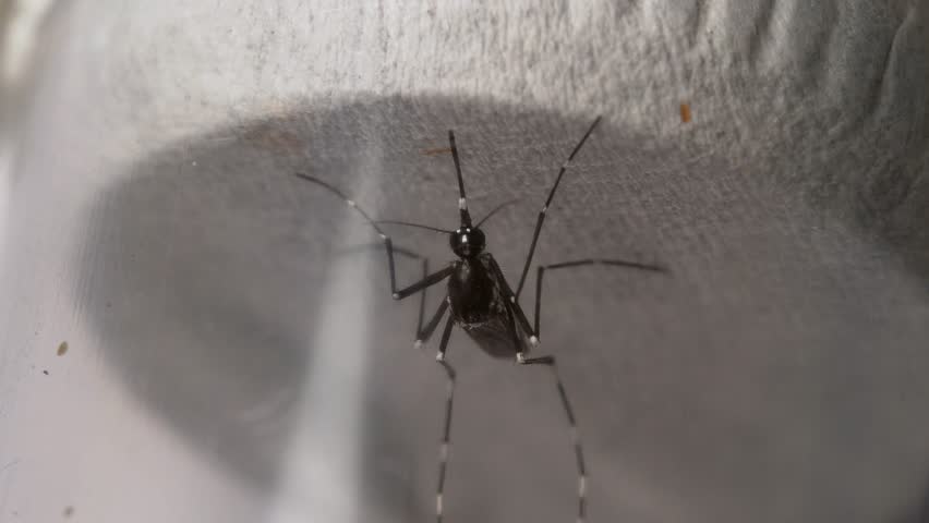 Extreme Macro View of Mosquito Head and Proboscis Feeding Insect Close Up  