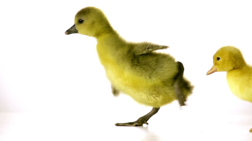 duckling and goseling are awkwardly walking together on a white background in slow motion