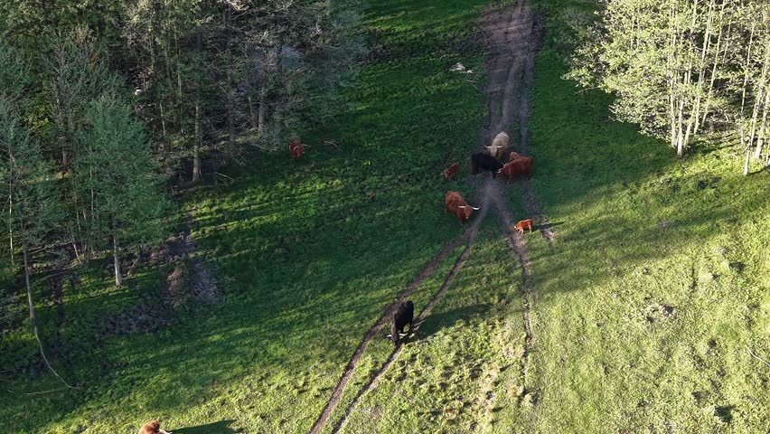 Livestock moving through meadow beside wooded area