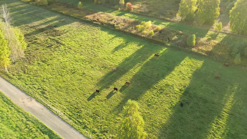 Aerial shot of livestock grazing across green hillside