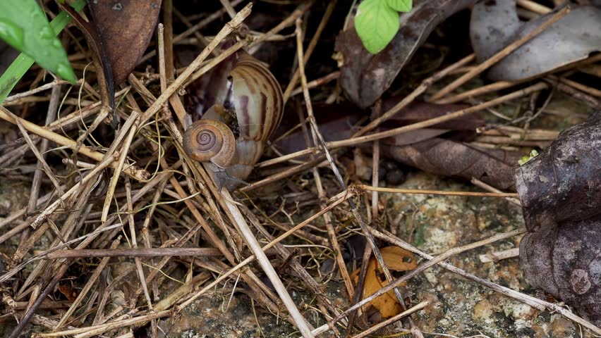 Land Snail Crawling Across Tropical Forest Floor Among Fallen Leaves  