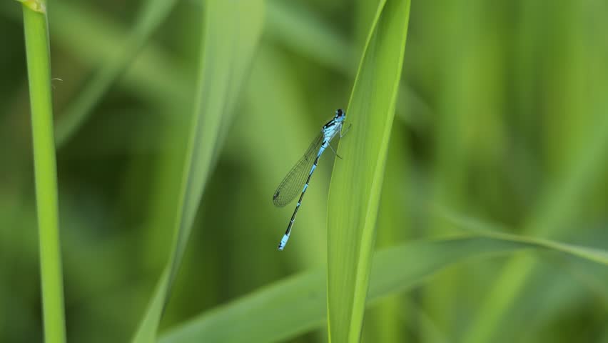 Tiny blue damselfly resting on a blade of grass in a vibrant green meadow during springtime