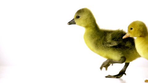 duckling and goseling are awkwardly walking together on a white background in slow motion