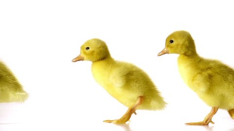 three little lovely ducklings are walking on a white background