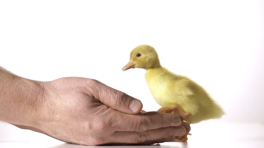 Cute little duckling is coming into kind and carefull farmers' hands in slow