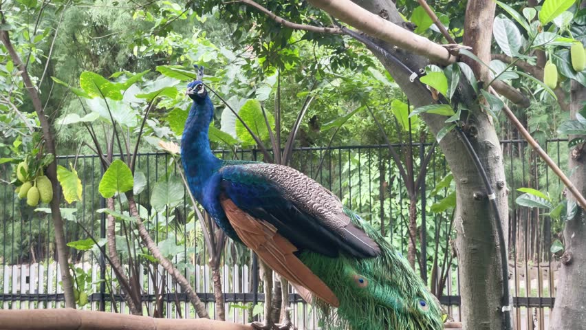 peacock in the garden, blue peacock in alert, blue bird looking around its surrounding