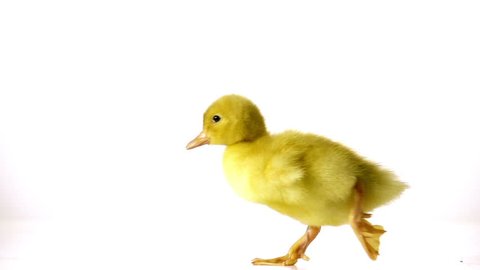 petite cute duckling is walking nice and awkwardly in slow motion on a plain white background in slow motion