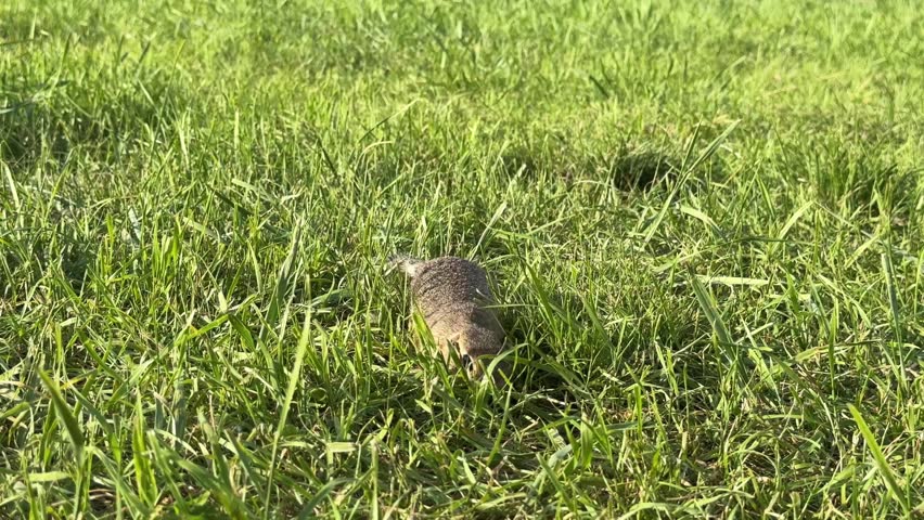 A wild ground squirrel foraging in a fresh grass. 4K footage