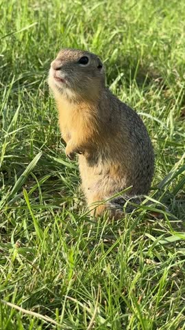 A ground squirrel chews while standing in fresh grass; close-up portrait. Vertical 4K footage