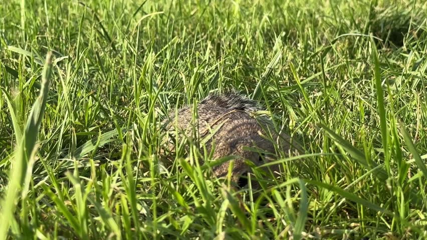 A ground squirrel foraging in a fresh grass, close-up portrait. 4K footage