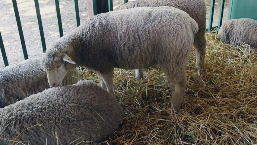 Several Wool Sheep in Enclosure at Animal Farm