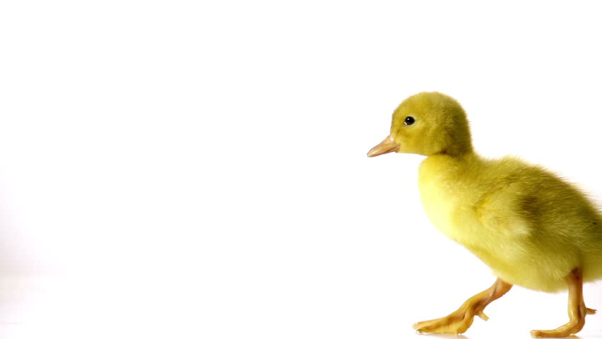 petite cute duckling is walking nice and awkwardly in slow motion on a plain