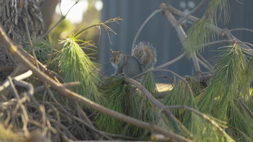 An Agile Squirrel runs across branches in the ground in an urban forest.