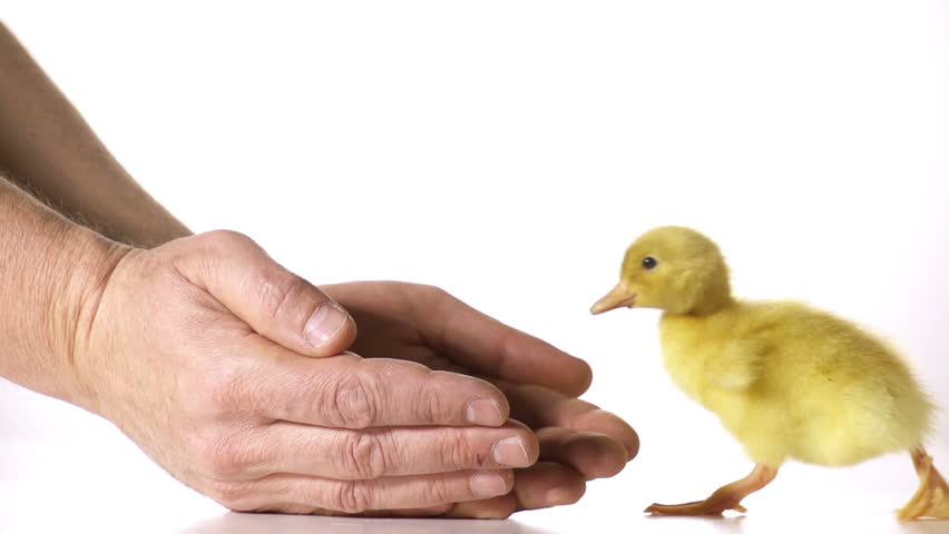 Cute little duckling is coming into kind and carefull farmers' hands in slow