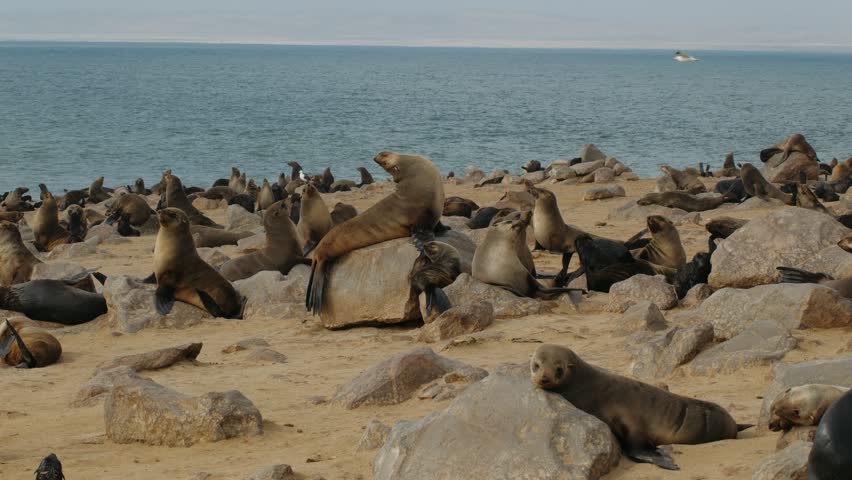 Cape cross seal colony basking on a namibian beach near the atlantic ocean.