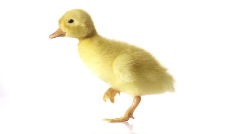 petite cute duckling is walking nice and awkwardly in slow motion on a plain white background