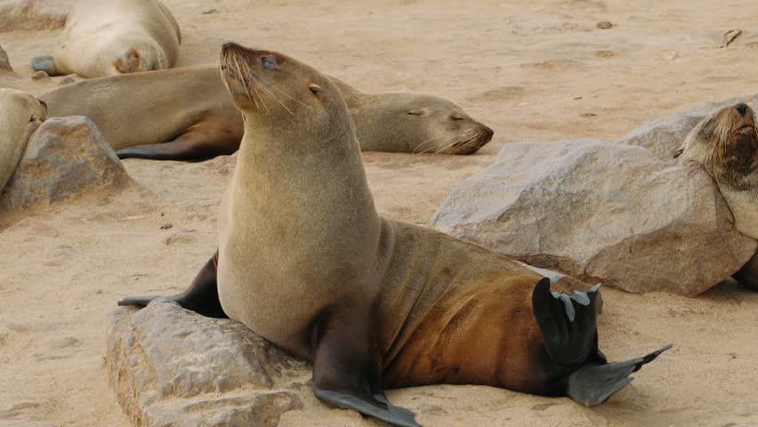 Fur seal on a rock and looking around at the cape cross colony in namibia on a sunny day.