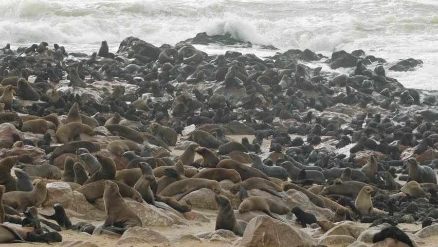 Cape fur seal colony on the rocky coast of cape cross, namibia, with ocean waves crashing in the background.