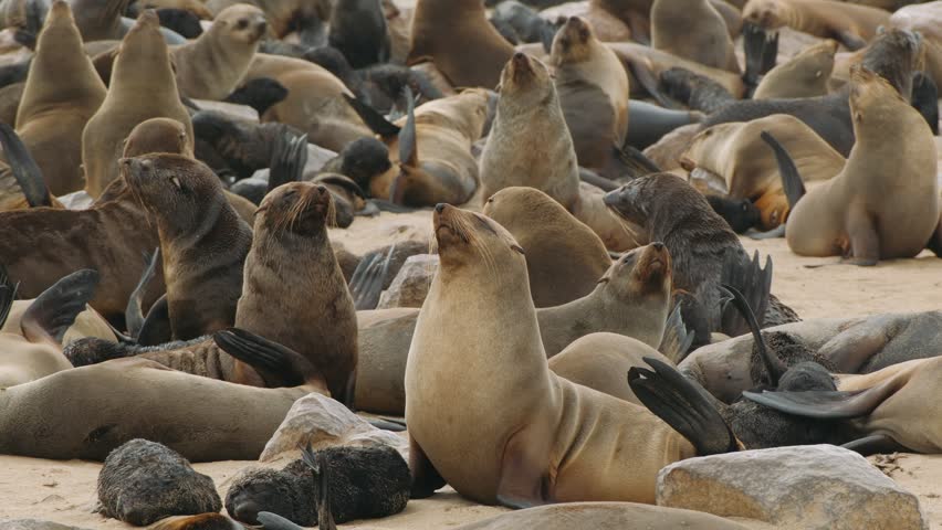Fur seal colony on the sandy coast of cape cross in namibia, wild animals on the beach.