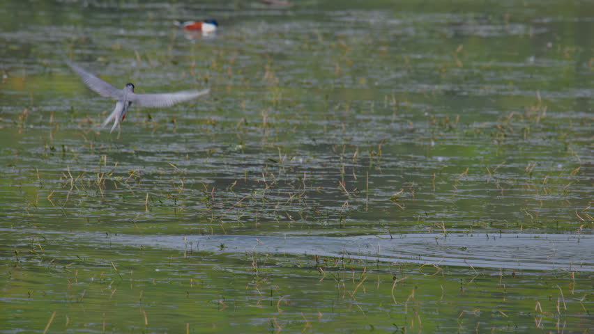 River Tern briefly hovers above the wetland before diving toward the water in search of aquatic prey.