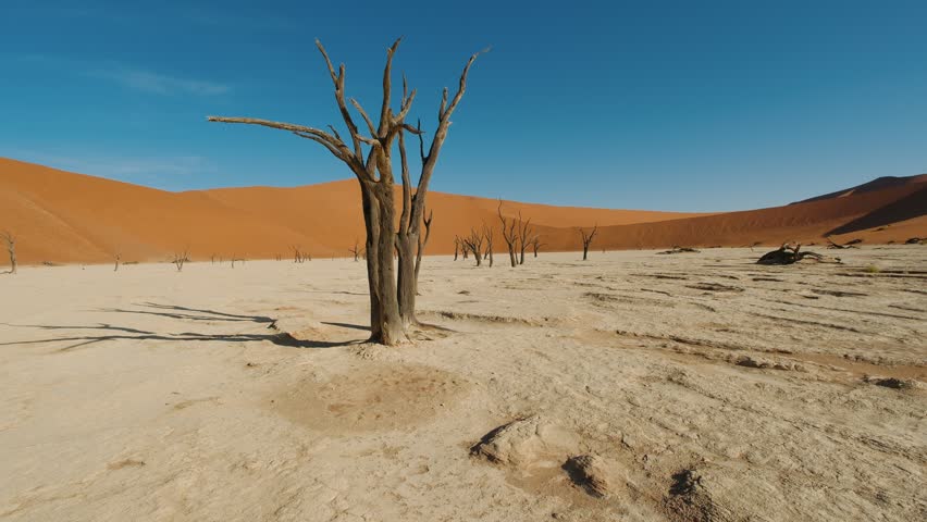 Dead trees in deadvlei, sossusvlei, namib naukluft national park, namibia.