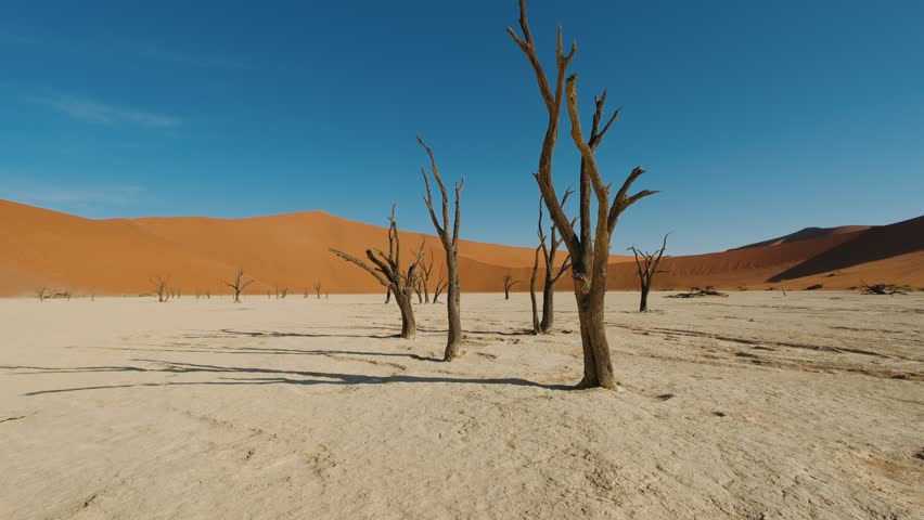 Deadvlei in sossusvlei, namib desert, namibia, africa. Iconic dead trees on the white clay pan surrounded by red sand dunes.