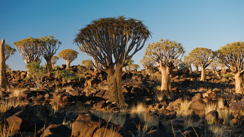 Quiver tree forest landscape during a golden hour sunset in keetmanshoop, namibia, southern africa.