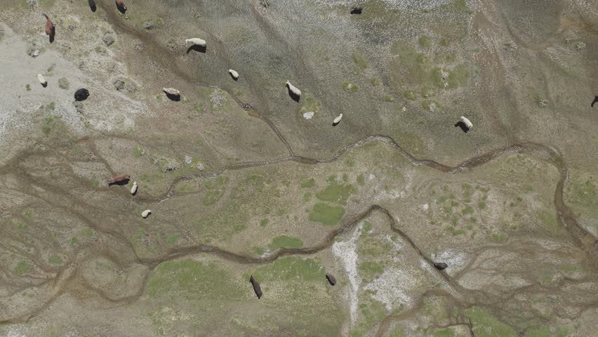 Top shot of shepherd moving llama and sheep herd during transhumance on the Argentine Altiplano