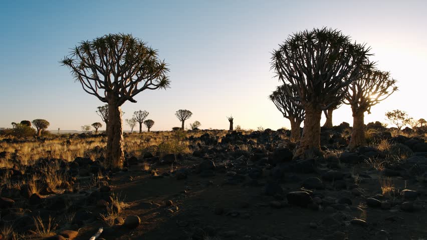 Quiver tree forest landscape during golden hour sunset in namibia, africa with clear blue sky and rocky terrain.