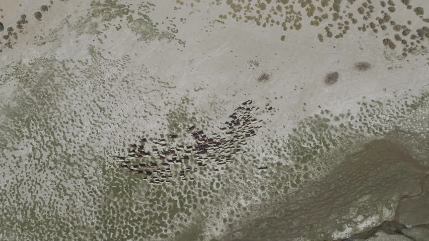 Top shot of shepherd moving llama and sheep herd during transhumance on the Argentine Altiplano