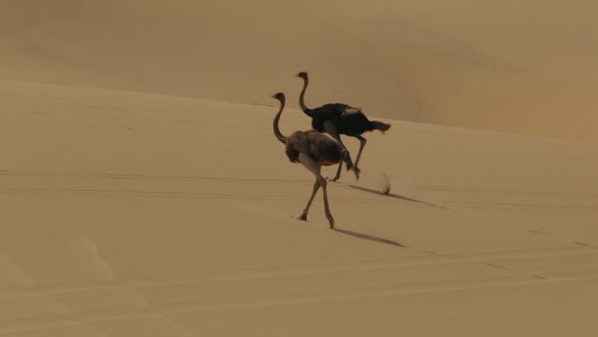 Pair of wild ostriches running a vast sand dune in the namibian desert on a sunny day