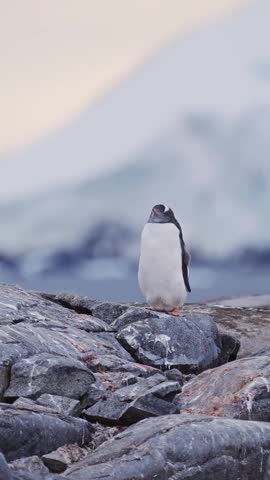 Gentoo penguin standing on dark coastal rocks in Antarctica