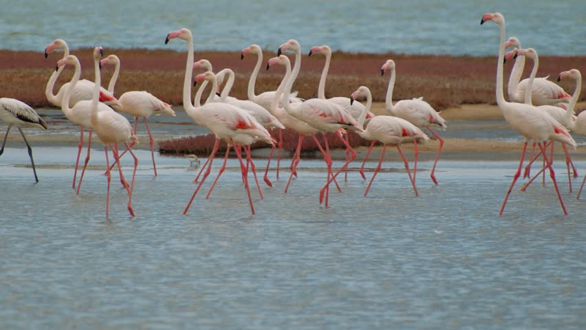 Flock of pink flamingos walking in the shallow waters of a lagoon in namibia, africa.