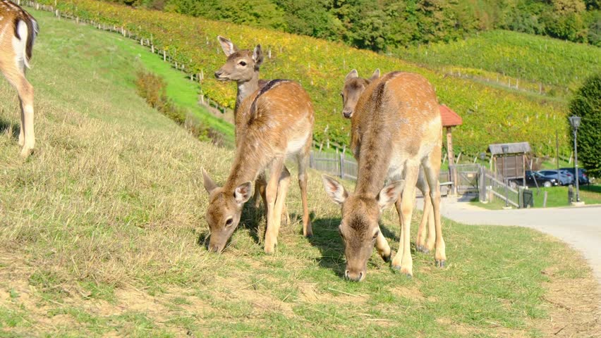 Young spotted deer graze on green grass field with scenic vineyard hills background. Jelenov Greben eco reserve offers beautiful views of animals living in peaceful harmony.