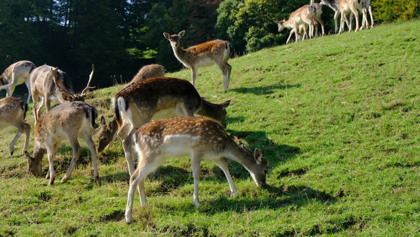 Large group of beautiful spotted deer grazes together on lush green hillside pasture. Jelenov Greben farm provides natural habitat for peaceful animals during sunny day.