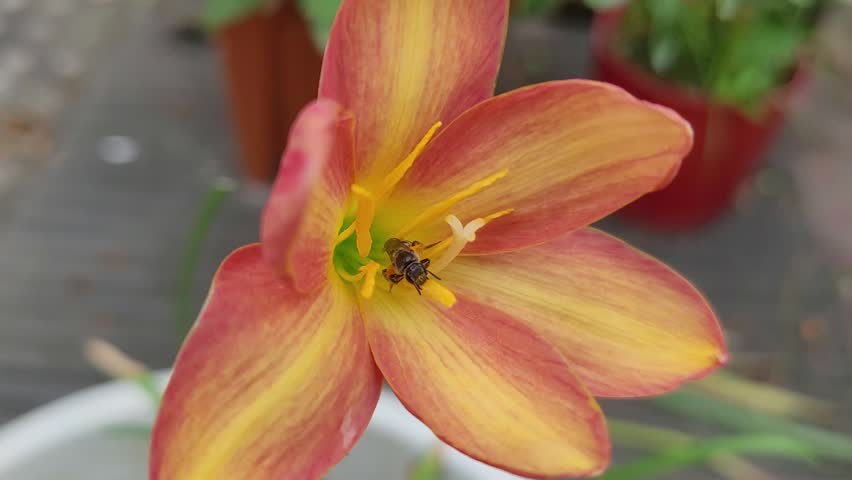 This close-up macro video clip features a small stingless bee as it drives deep into the center of a beautiful orange and yellow rain lily flower. The blossom features gradient petals surrounding a vivid green core, where the plant