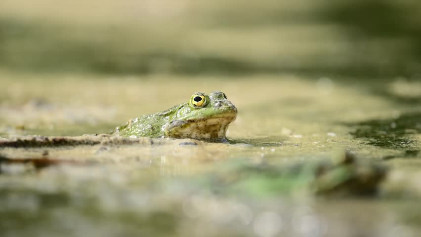 Green frog rests alertly with head above murky pond water observing its daytime environment