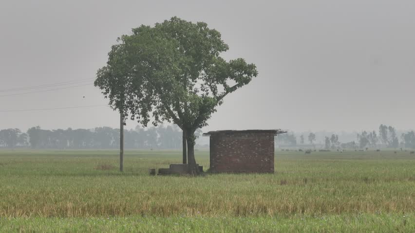 Solitary tree standing next to a small brick hut in the middle of a vast agricultural field during a calm, foggy morning, creating a serene and picturesque rural landscape scene
